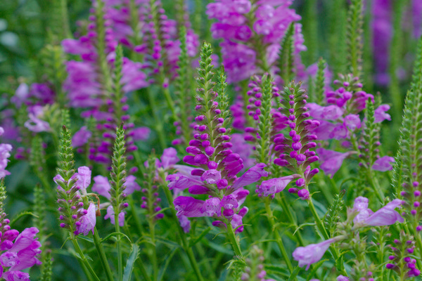 physostegia