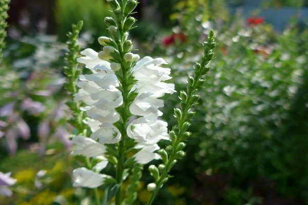 physostegia landing