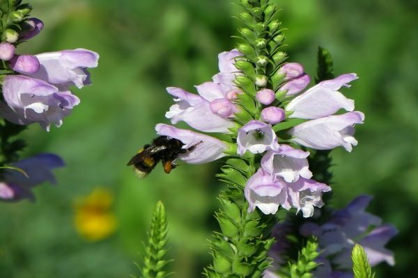 pangangalaga ng physostegia