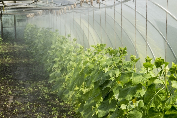 como alimentar pepinos em uma estufa