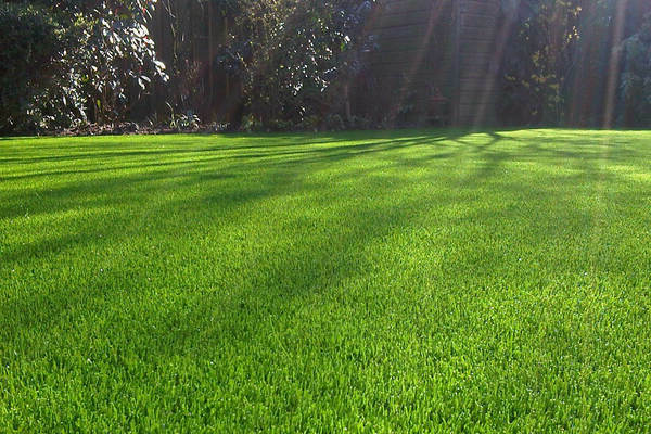 Lawn aparato