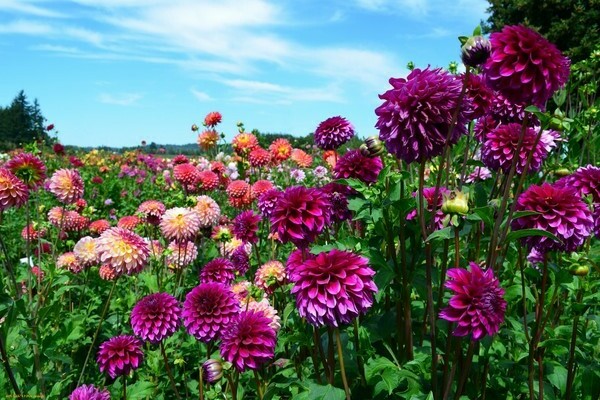 dahlias