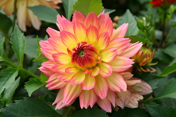 dahlias planting and care