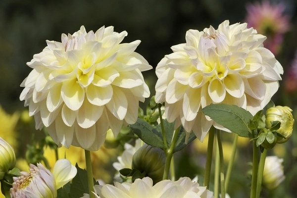 annual dahlias