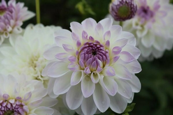 dahlias