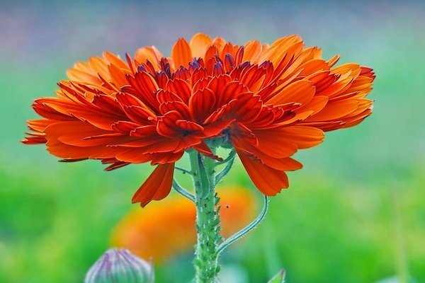 Gerbera-Blumen