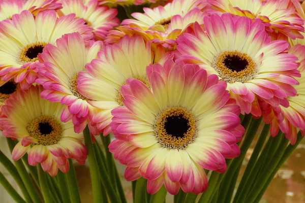 gerbera foto buket