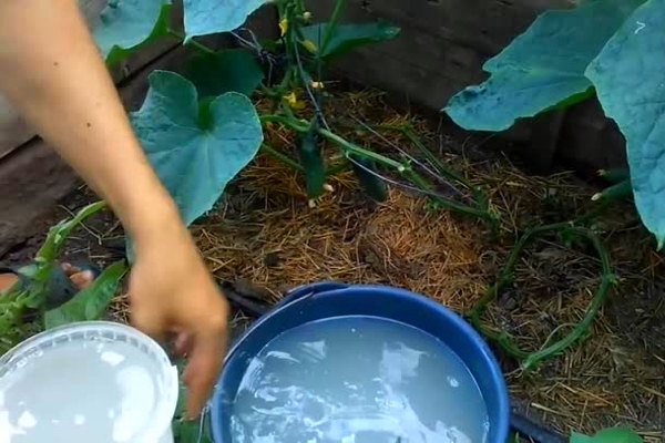 how to feed cucumbers with yeast feeding