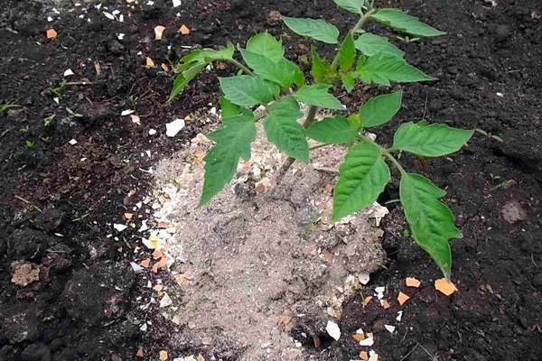 top dressing tomato in the ground