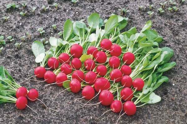 thinning radish