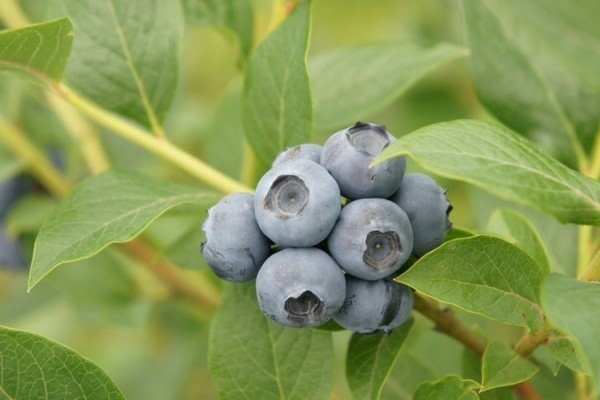 Garden blueberry