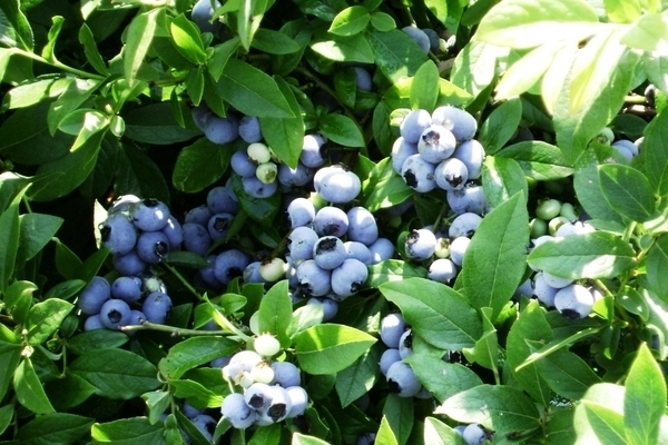 Blueberry varieties