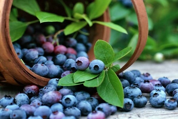 Planting blueberries