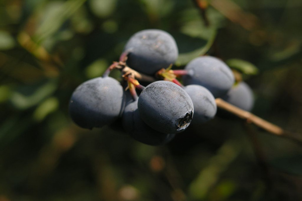 Garden blueberry