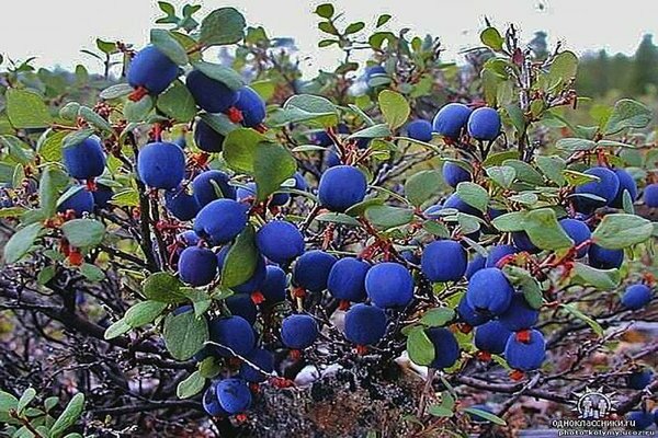 Garden blueberry