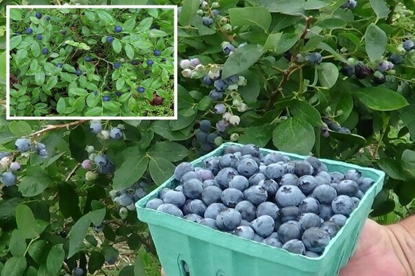 Gartenheidelbeeren: Unterschiede zu Blaubeeren