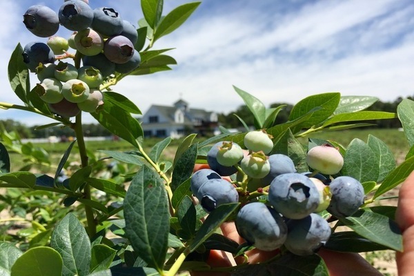 Gartenblaubeerfoto