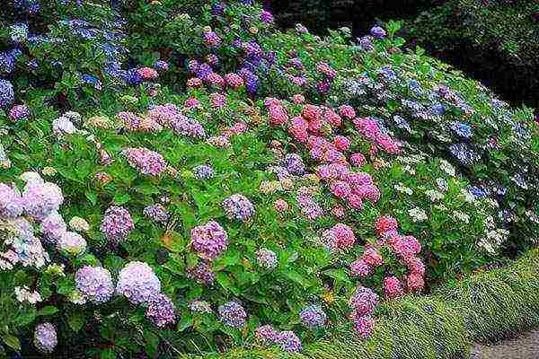 hardin hydrangea