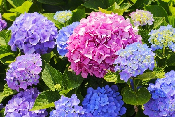 garden hydrangea