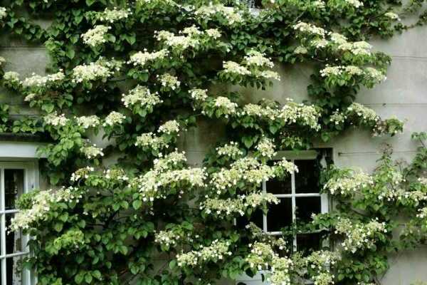 garden hydrangea