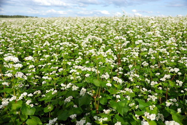 buckwheat