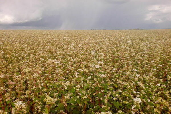 buckwheat