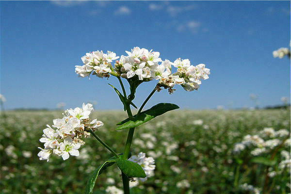 buckwheat