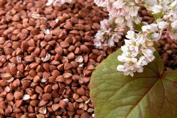 buckwheat