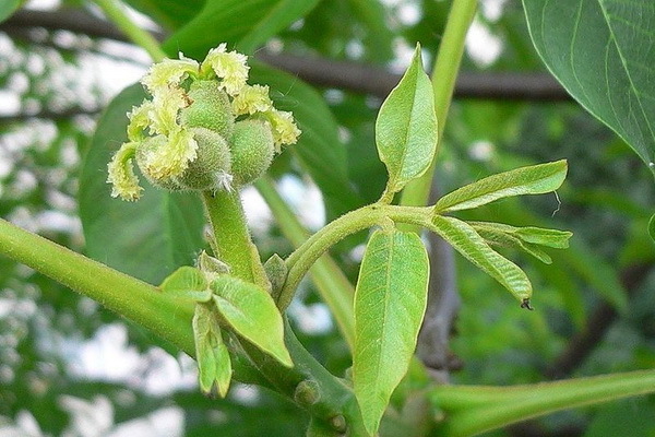 berdeng walnut