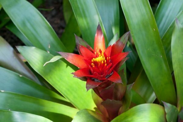 Guzmania zu Hause