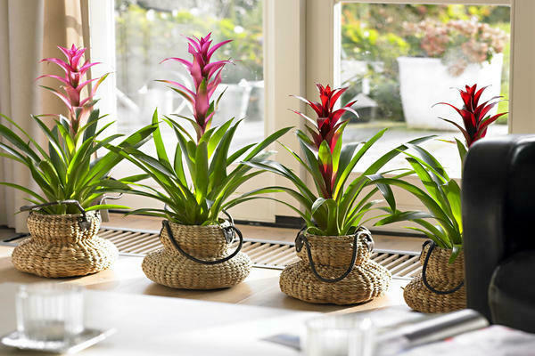 Guzmania Pflege