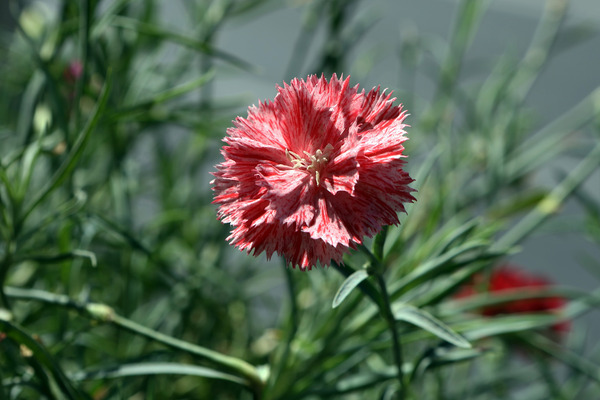 Carnation