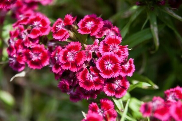 carnation photo