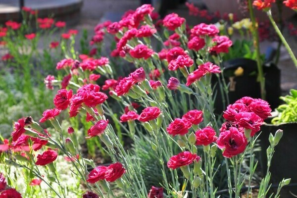 pagtatanim at pangangalaga ng carnation