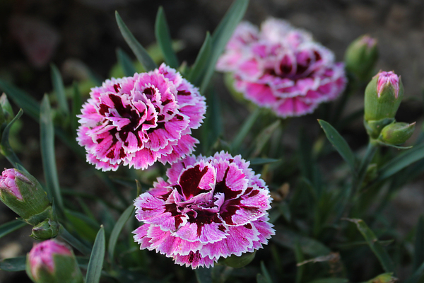 pagtatanim at pangangalaga ng carnation