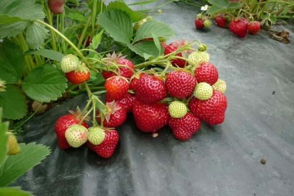 Strawberry Honey: real reviews, cultivation of varieties, photos and videos