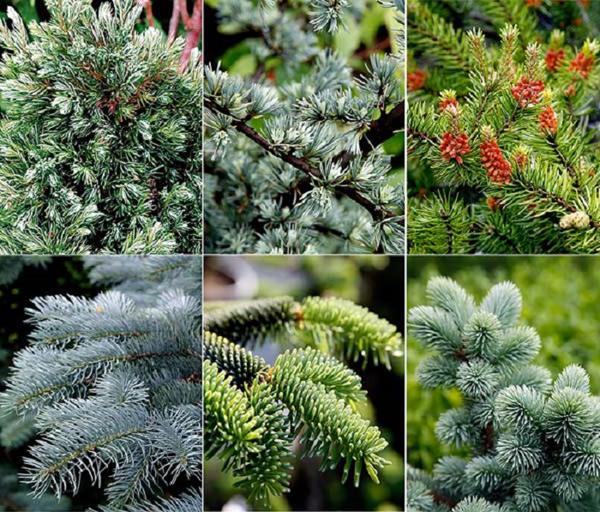 conifers