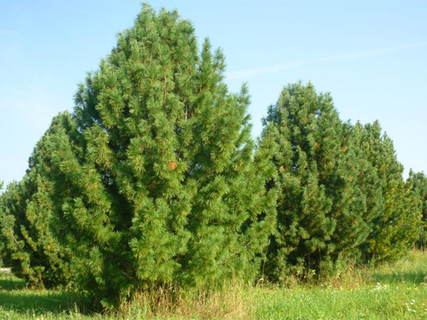 conifers