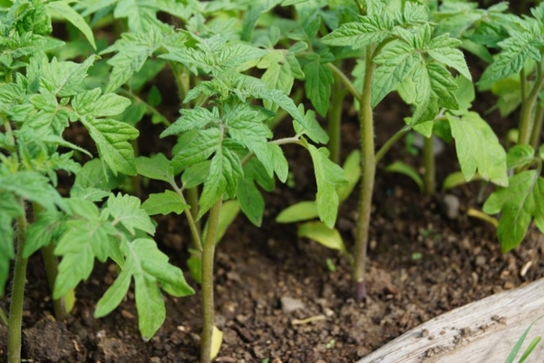 comment nourrir les plants de tomates