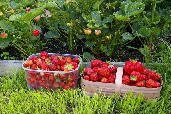 strawberry transplant