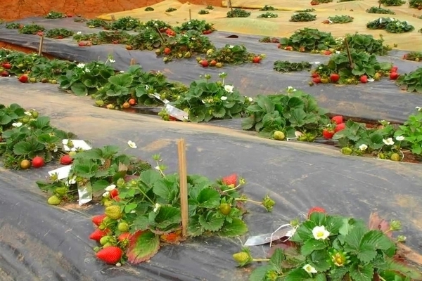 Erdbeeren mit Folie mulchen