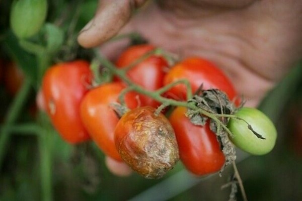 Krautfäule von Tomaten