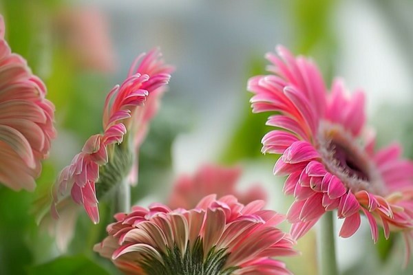 Gerbera-Blumen