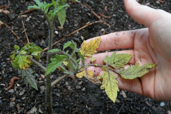 top dressing tomato