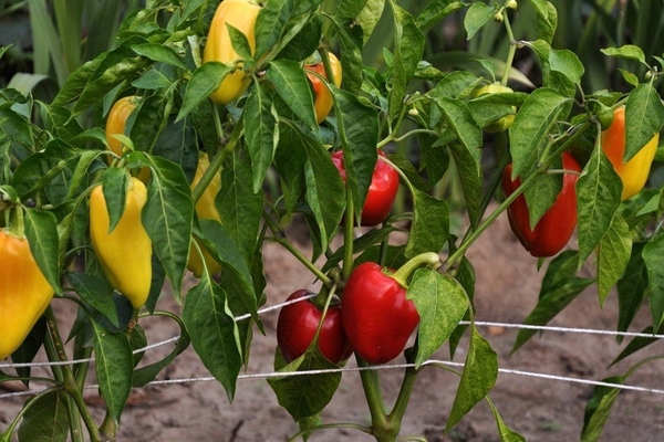 Paprika nach dem Einpflanzen in den Boden füttern