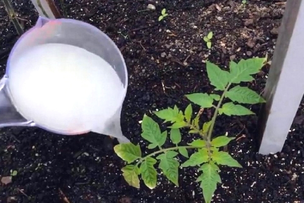 wie man Tomaten in den Boden füttert