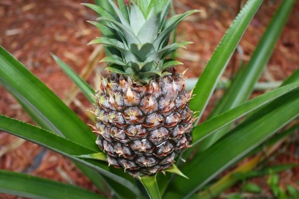 Ananas57