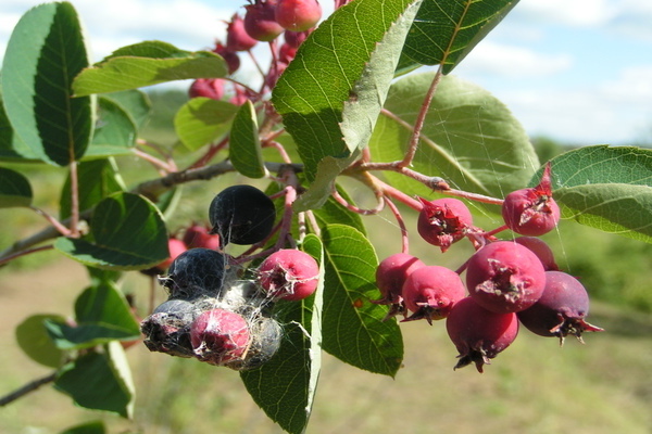 round-leaved irga