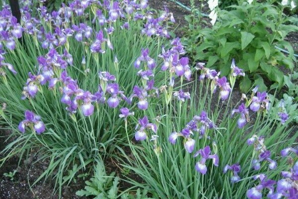 irises pagtatanim + at pangangalaga