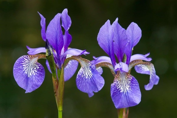 irises